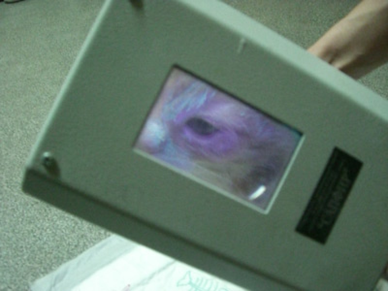 Лампа Med-Mos Вуда САПФИР